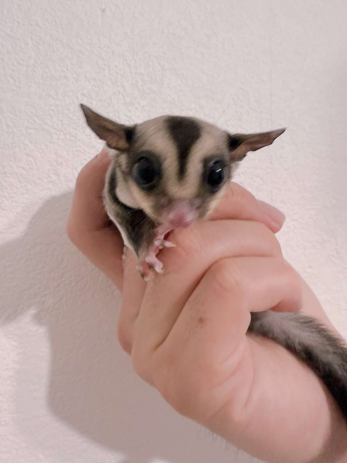 おむかえがきまりました