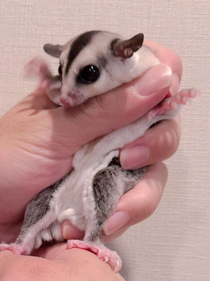 おむかえがきまりました