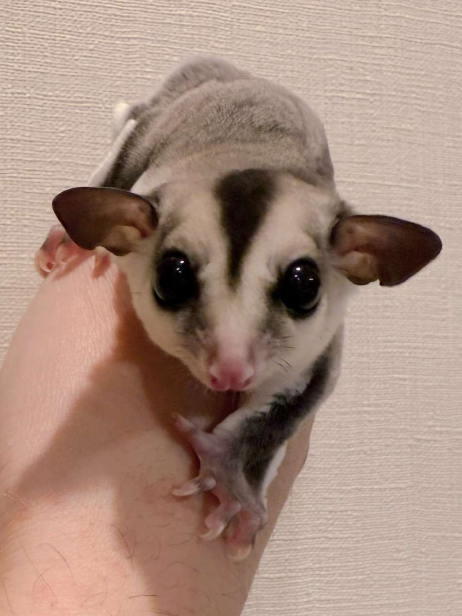 おむかえがきまりました