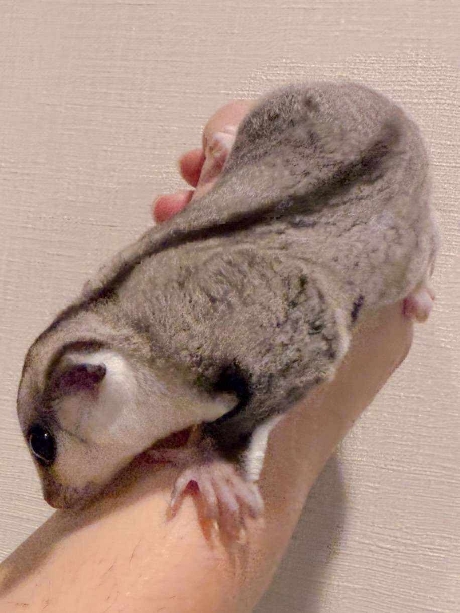 おむかえがきまりました