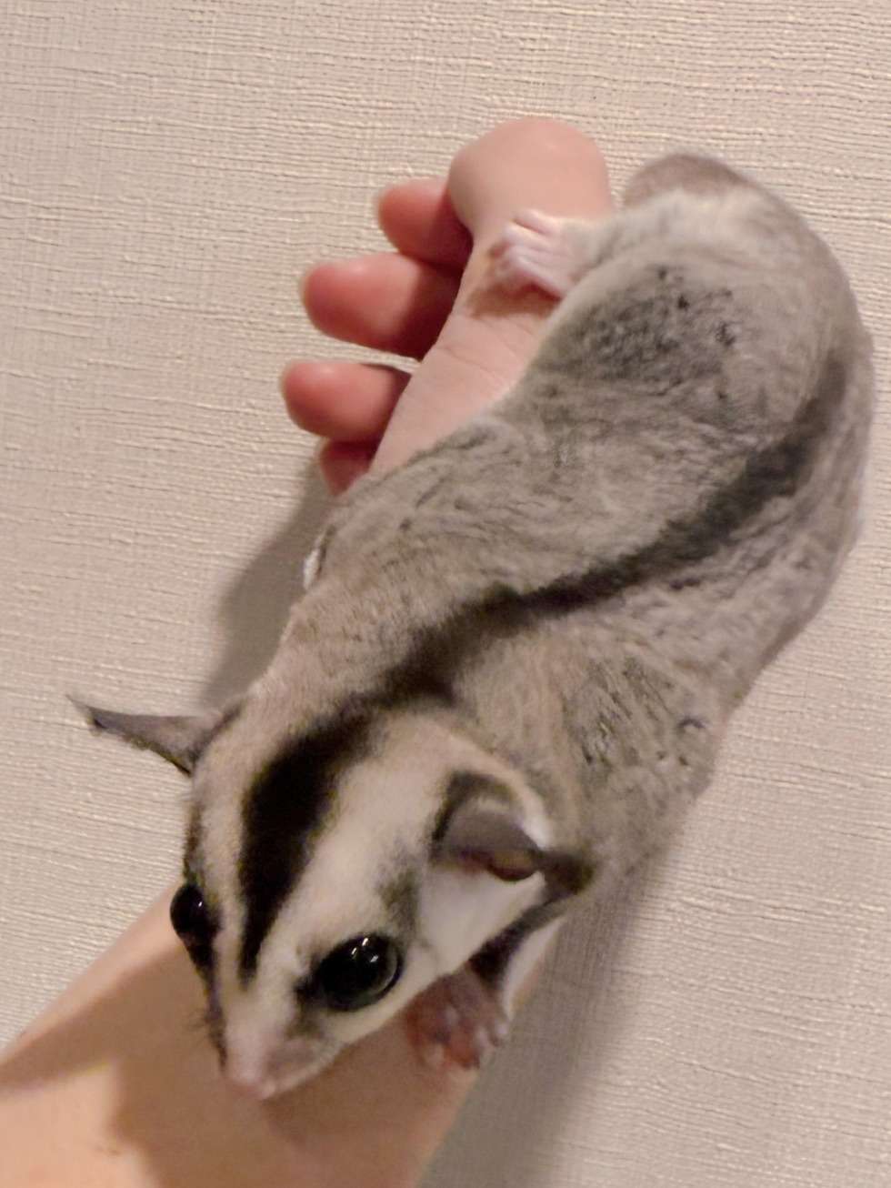 おむかえがきまりました