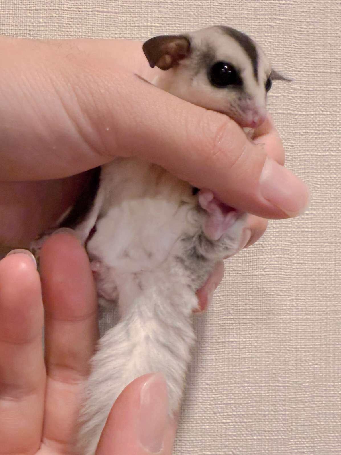 おむかえがきまりました