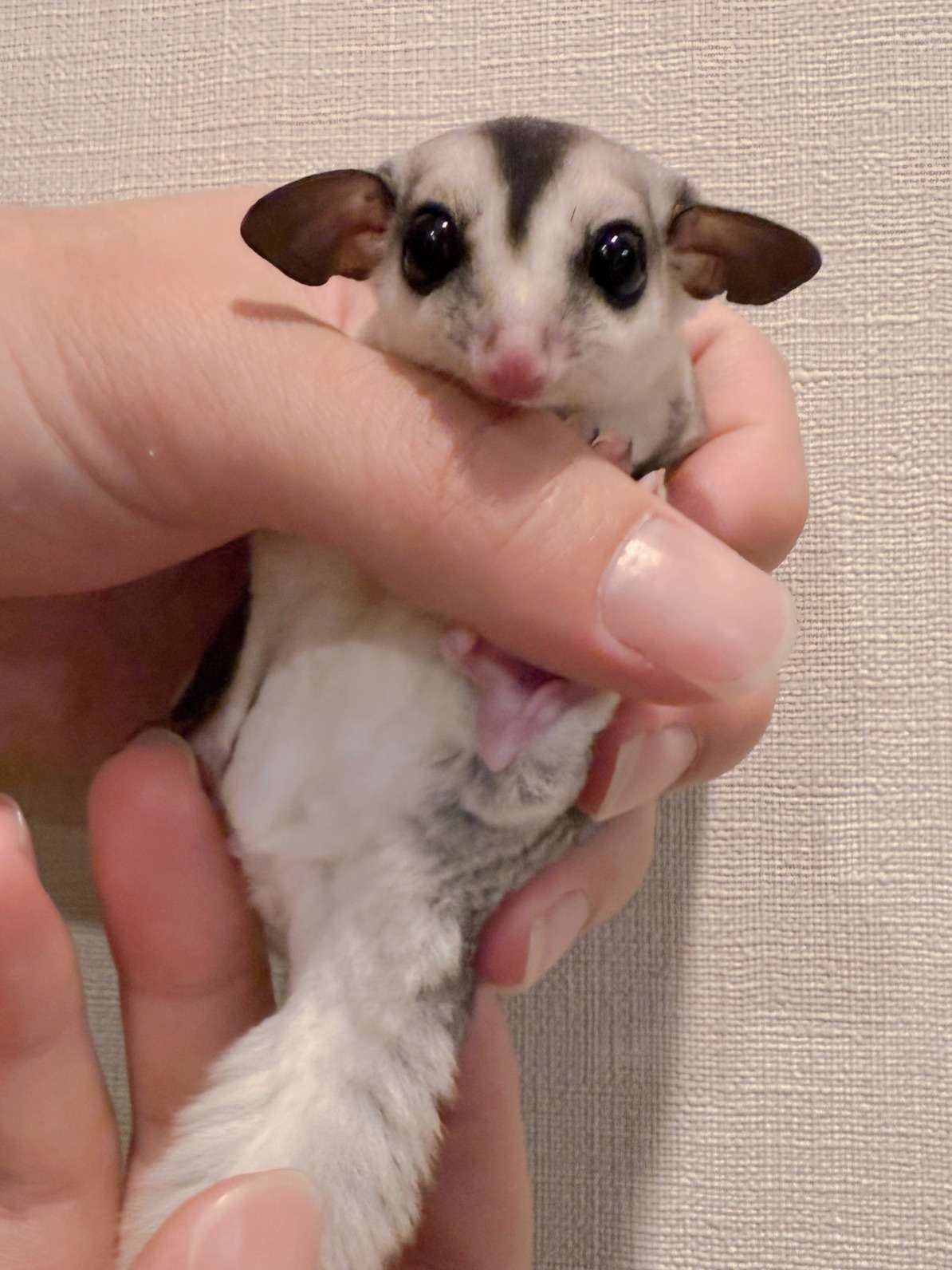 おむかえがきまりました