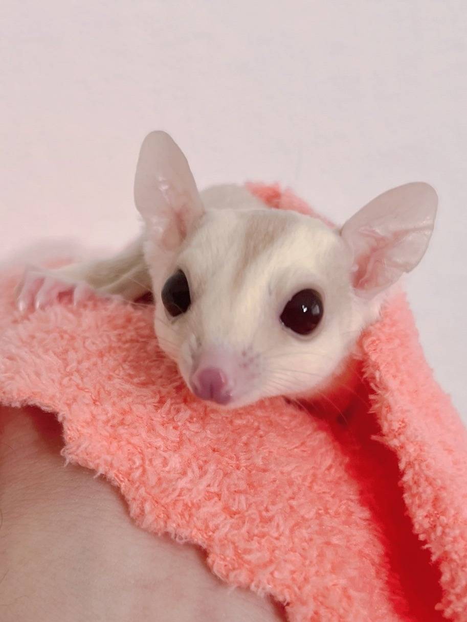 おむかえがきまりました