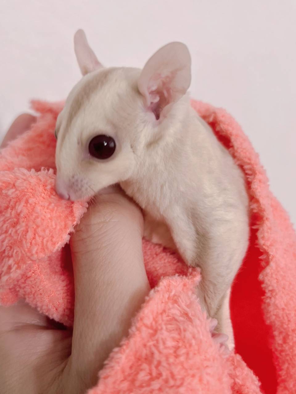 おむかえがきまりました