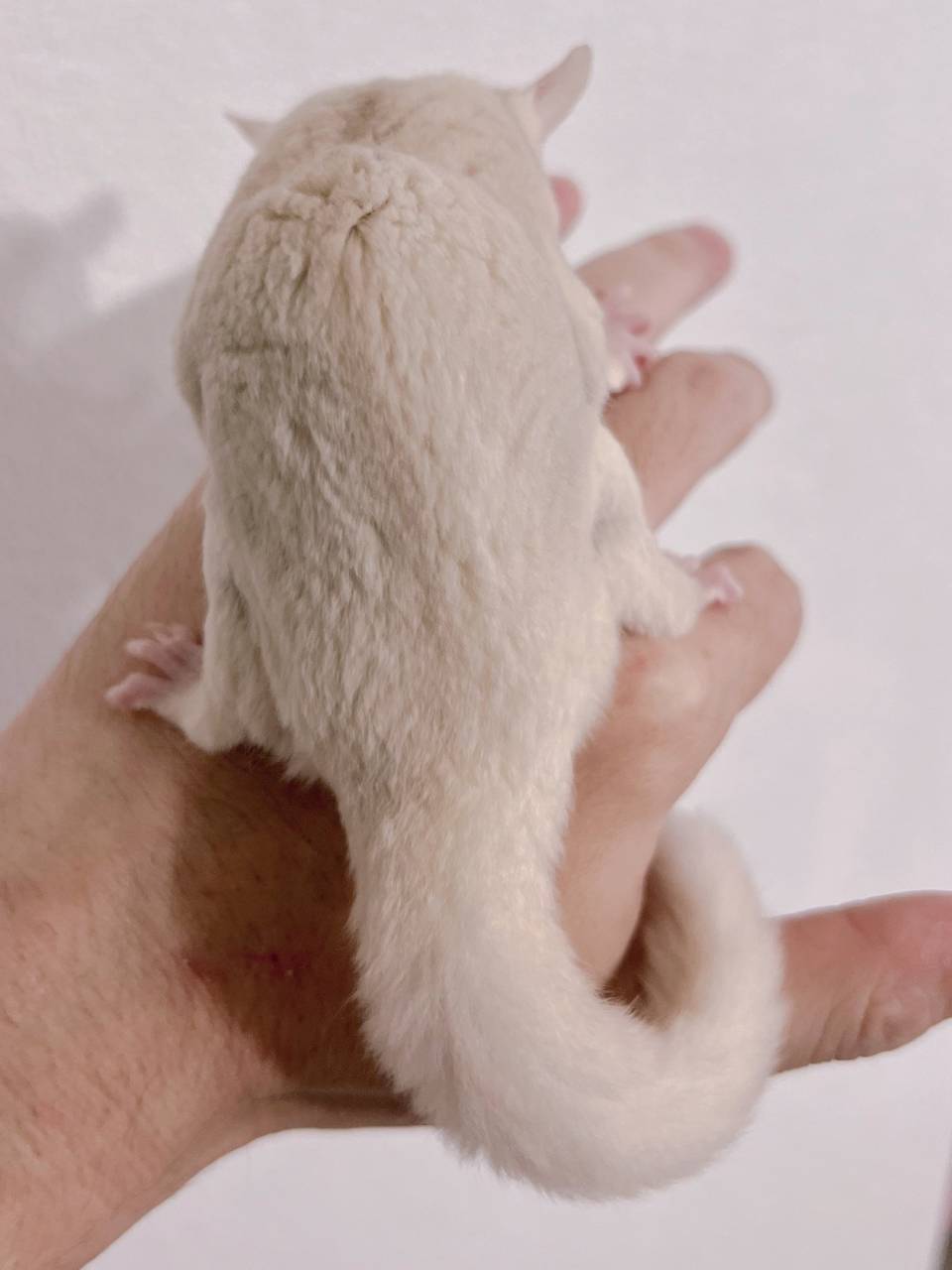 おむかえがきまりました