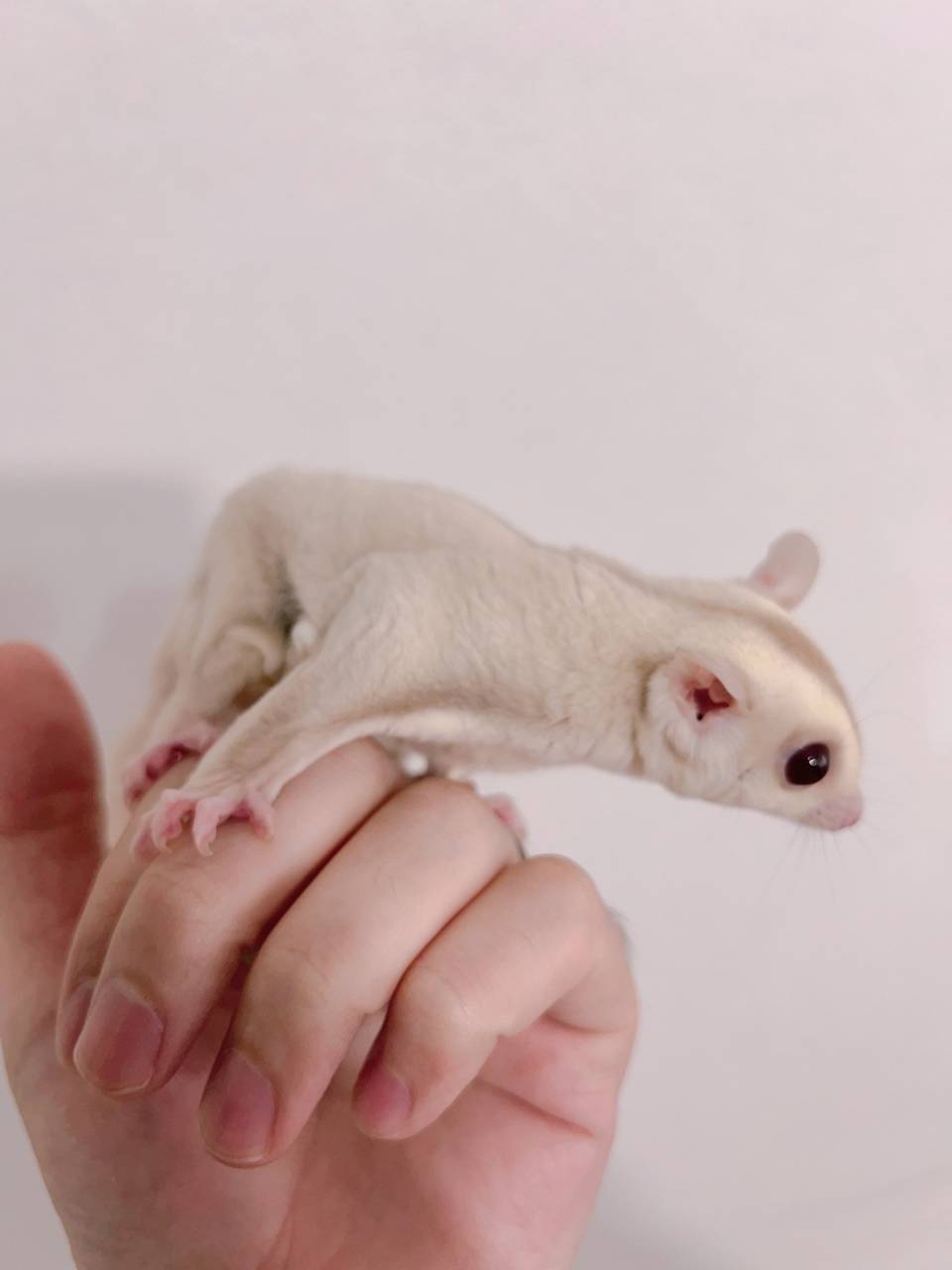 おむかえがきまりました