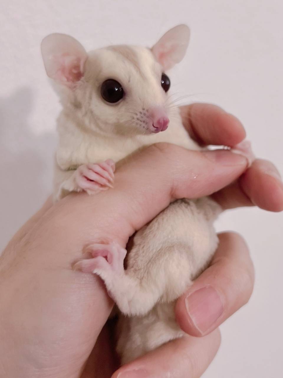 おむかえがきまりました