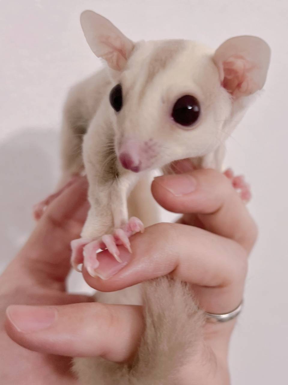 おむかえがきまりました