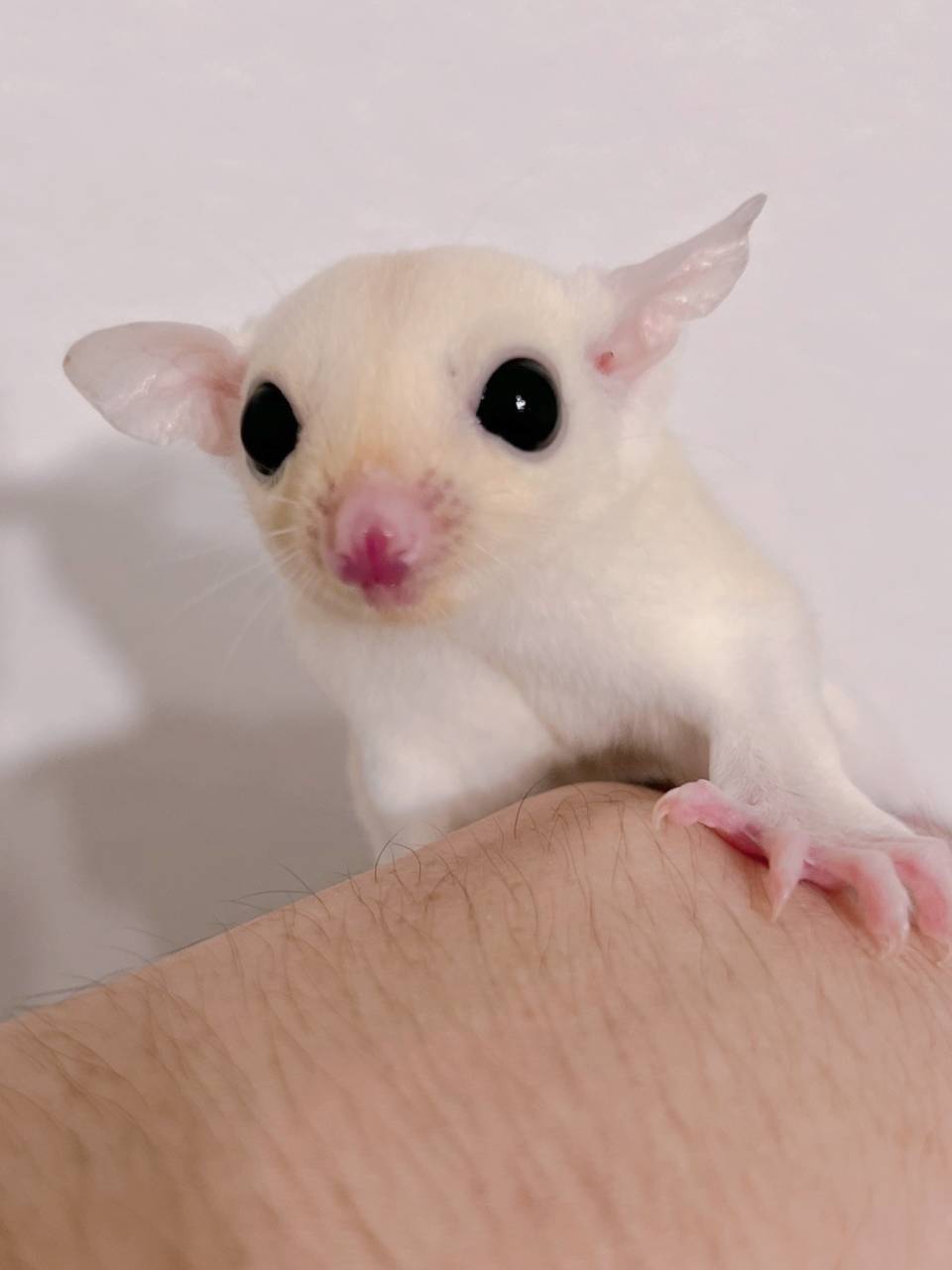 おむかえがきまりました