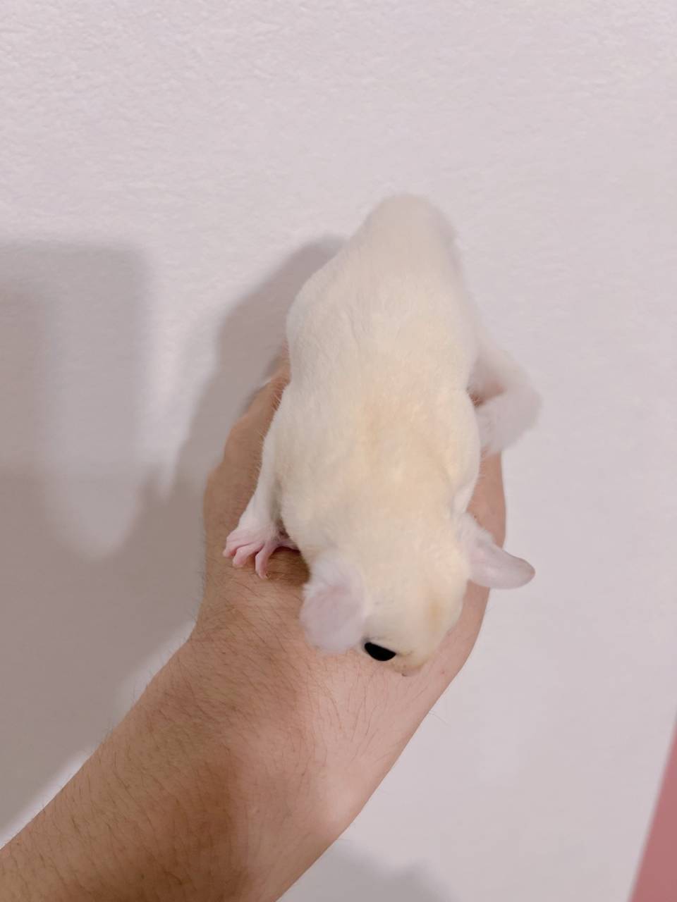 おむかえがきまりました