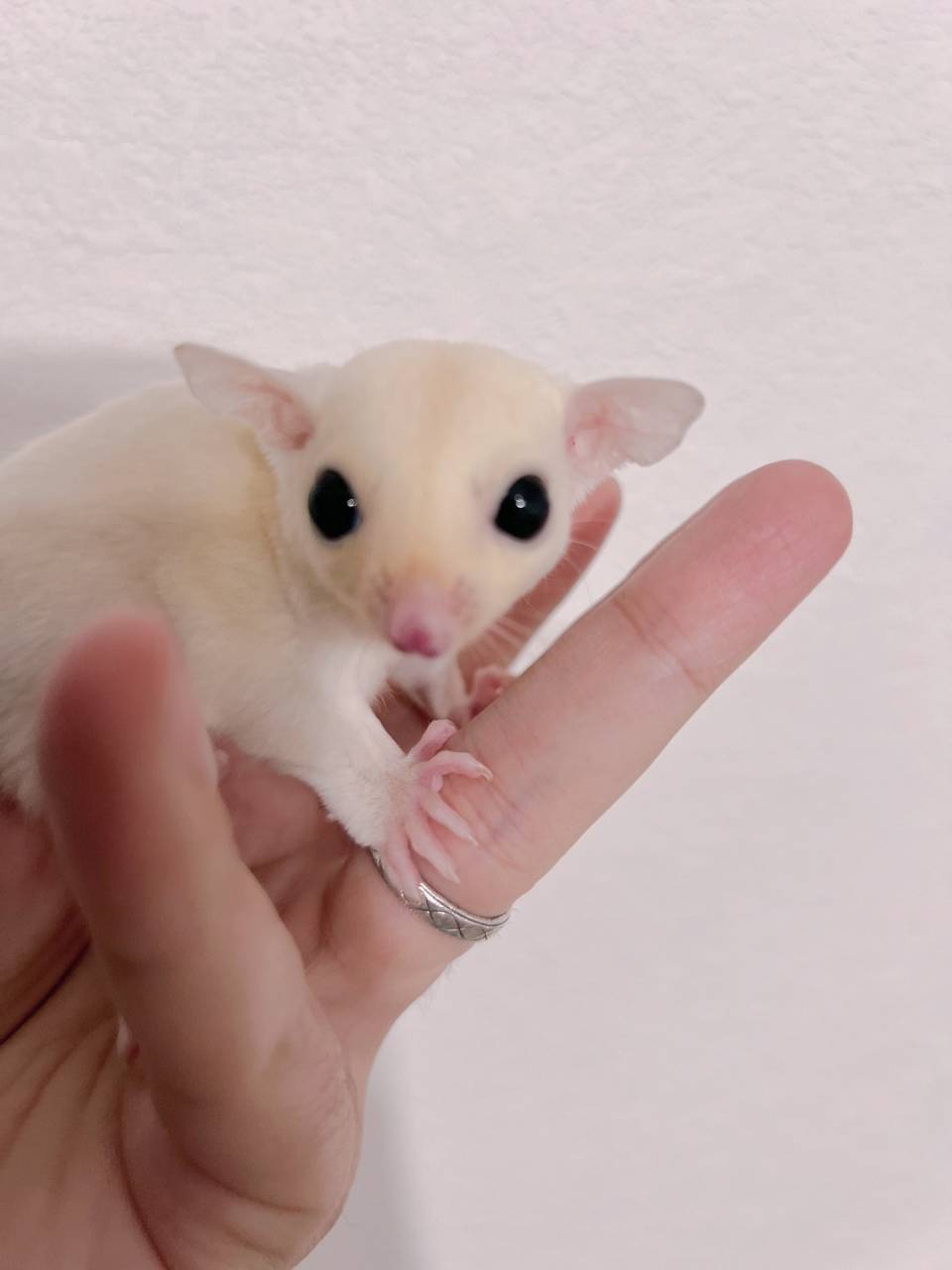 おむかえがきまりました