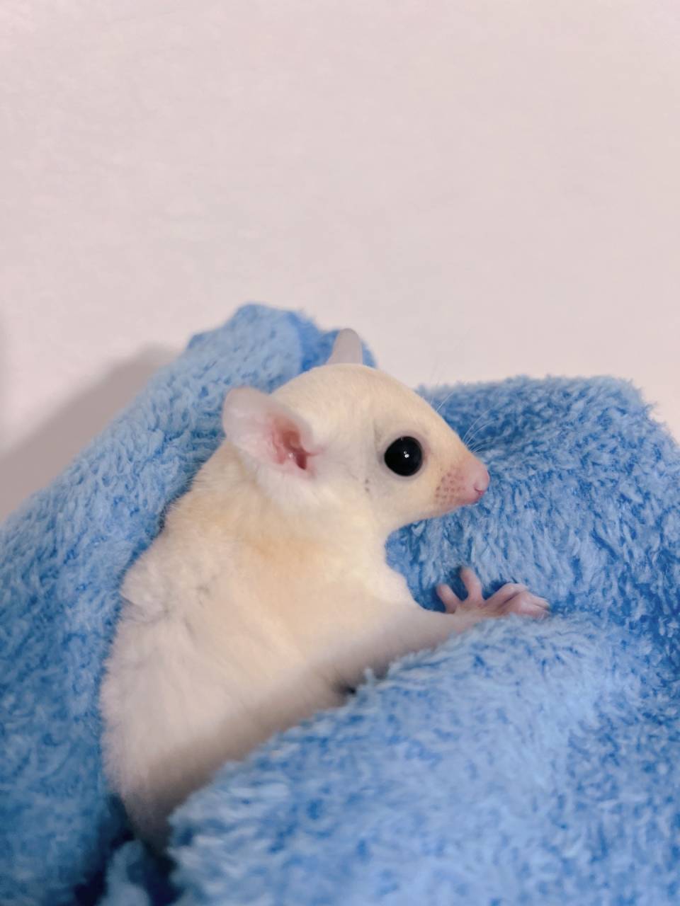 おむかえがきまりました