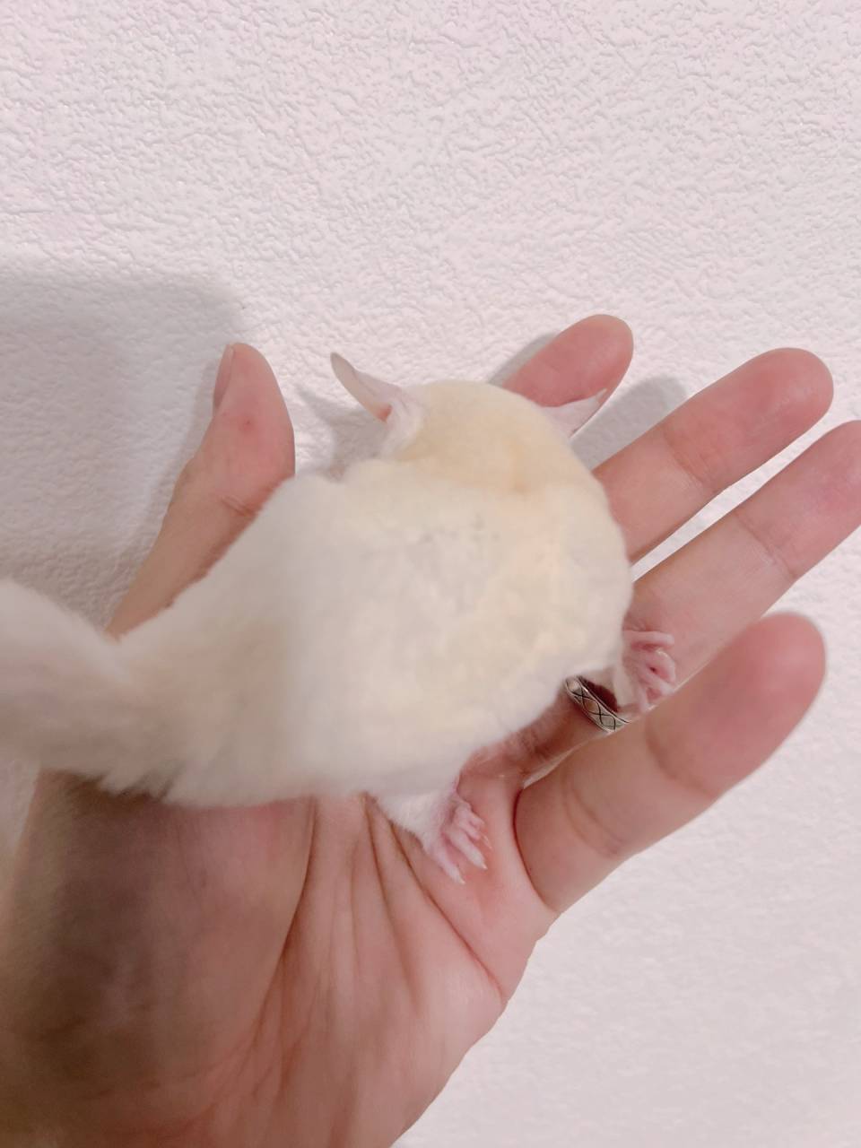 おむかえがきまりました