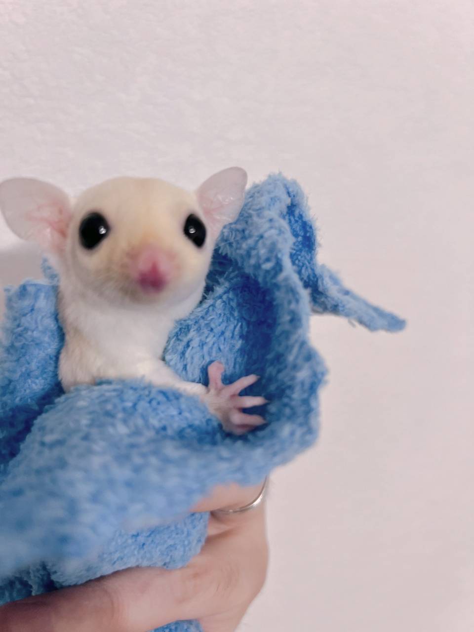 おむかえがきまりました