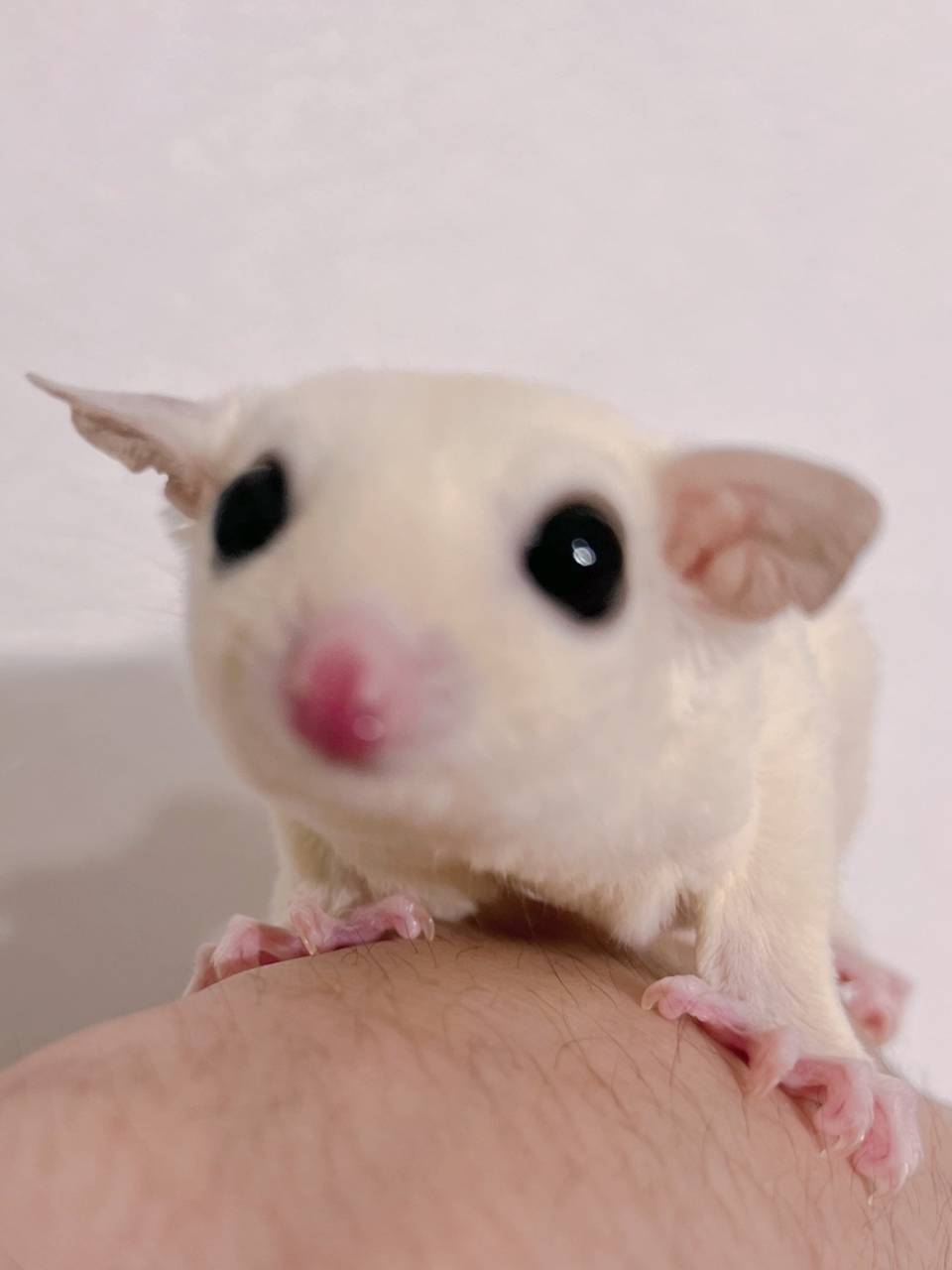 おむかえがきまりました