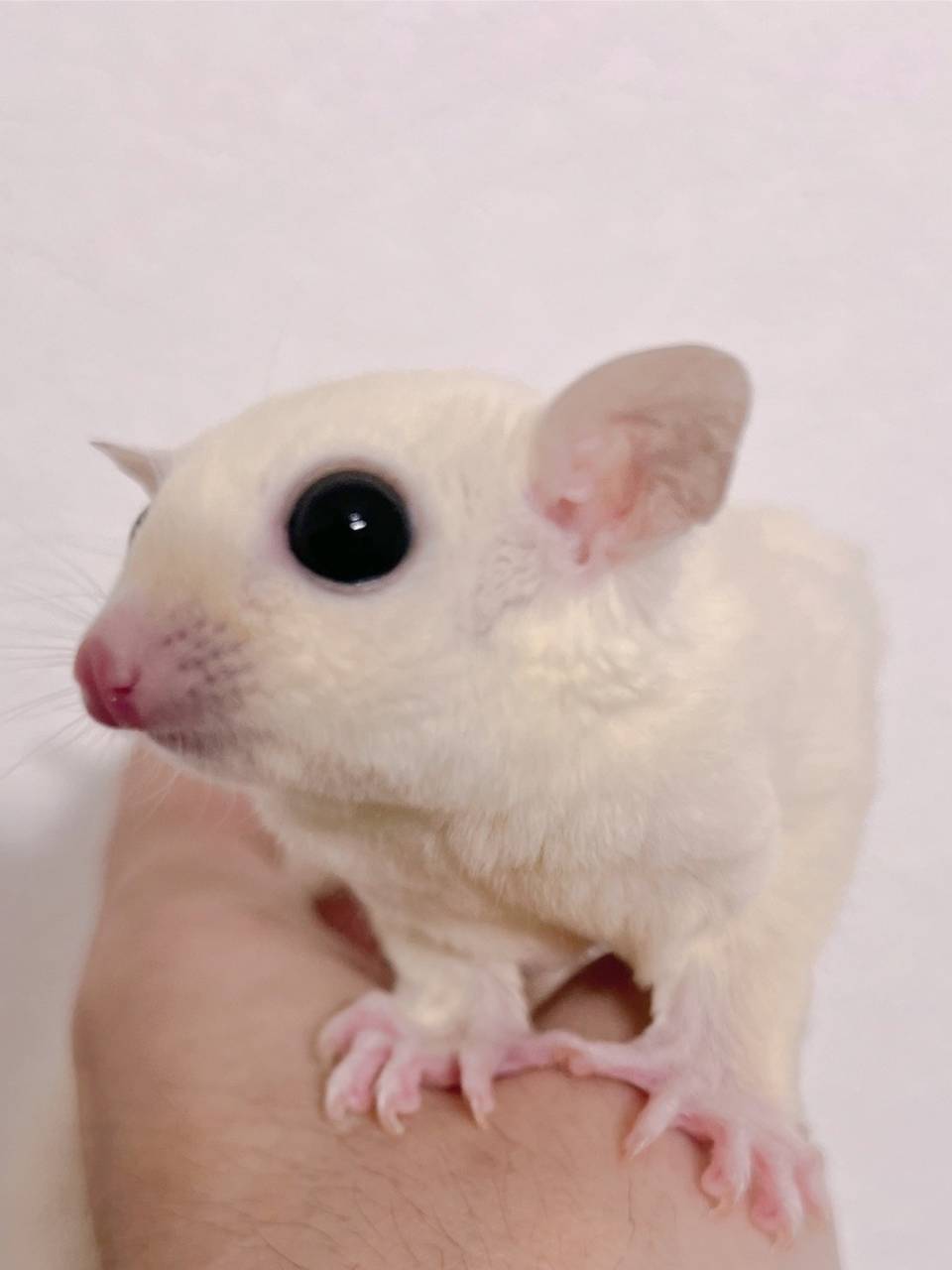 おむかえがきまりました