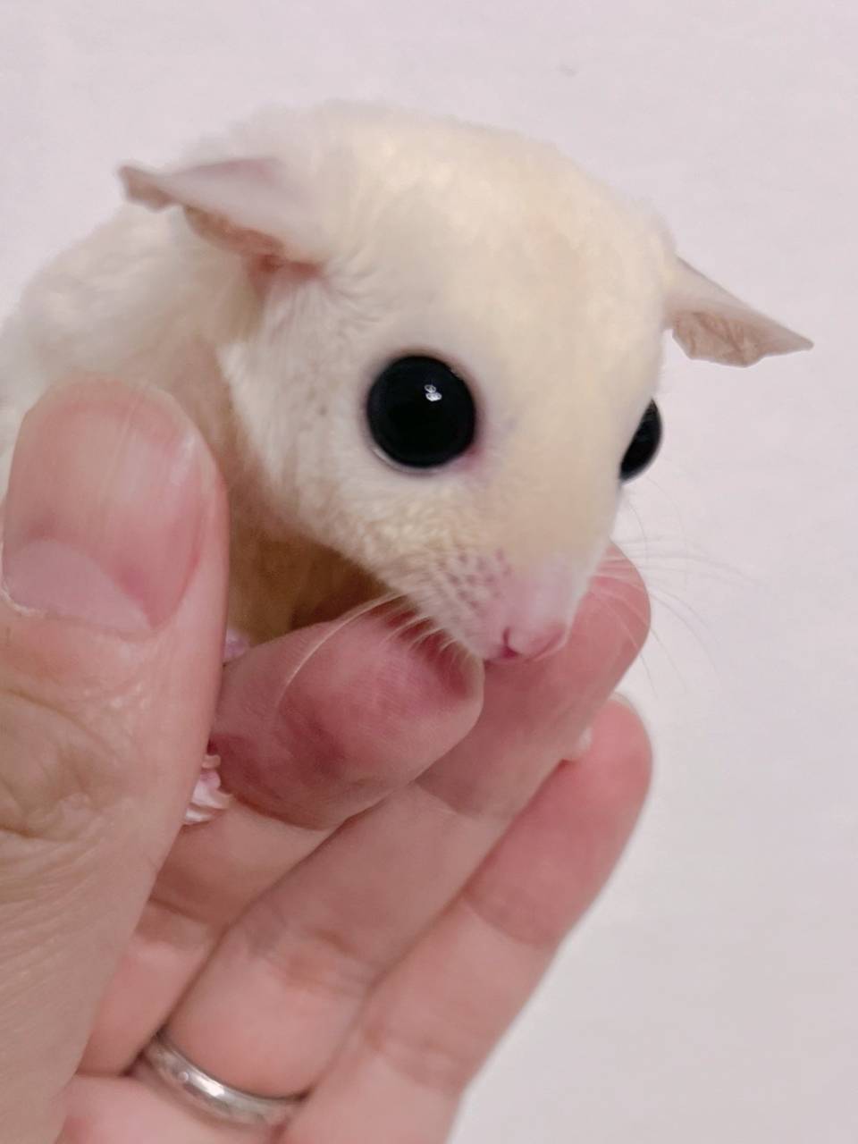 おむかえがきまりました