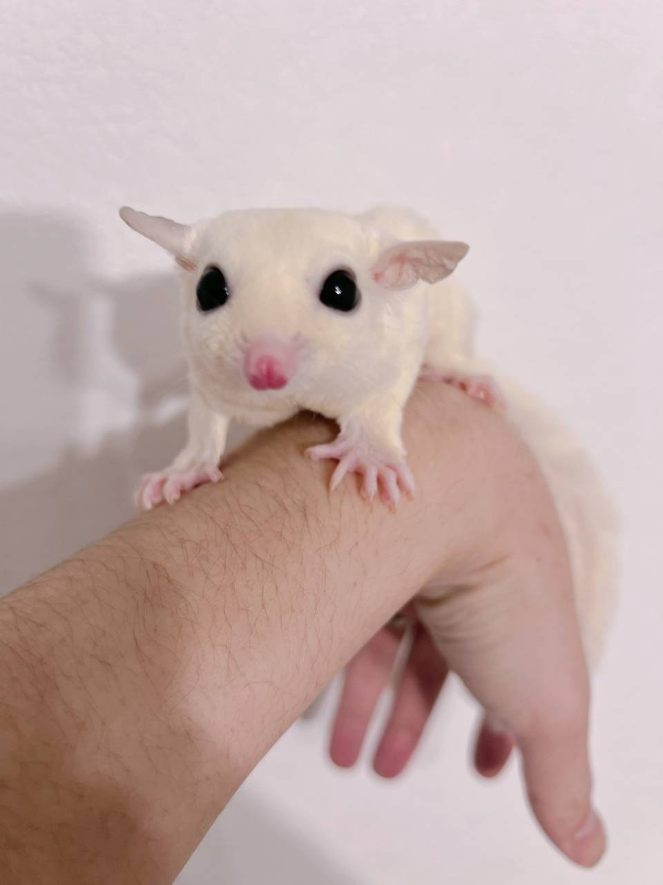 おむかえがきまりました