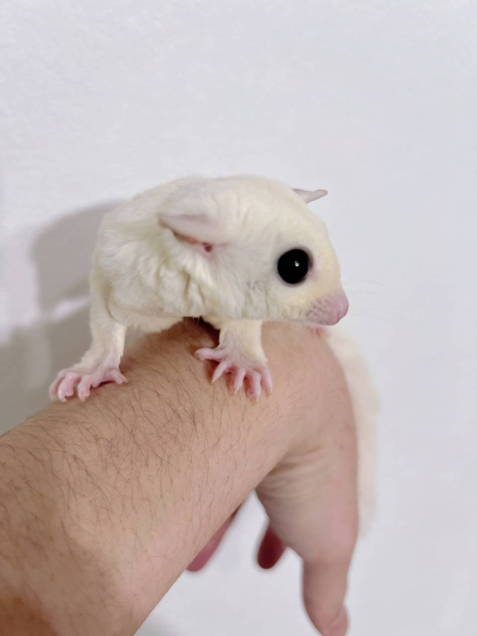 おむかえがきまりました