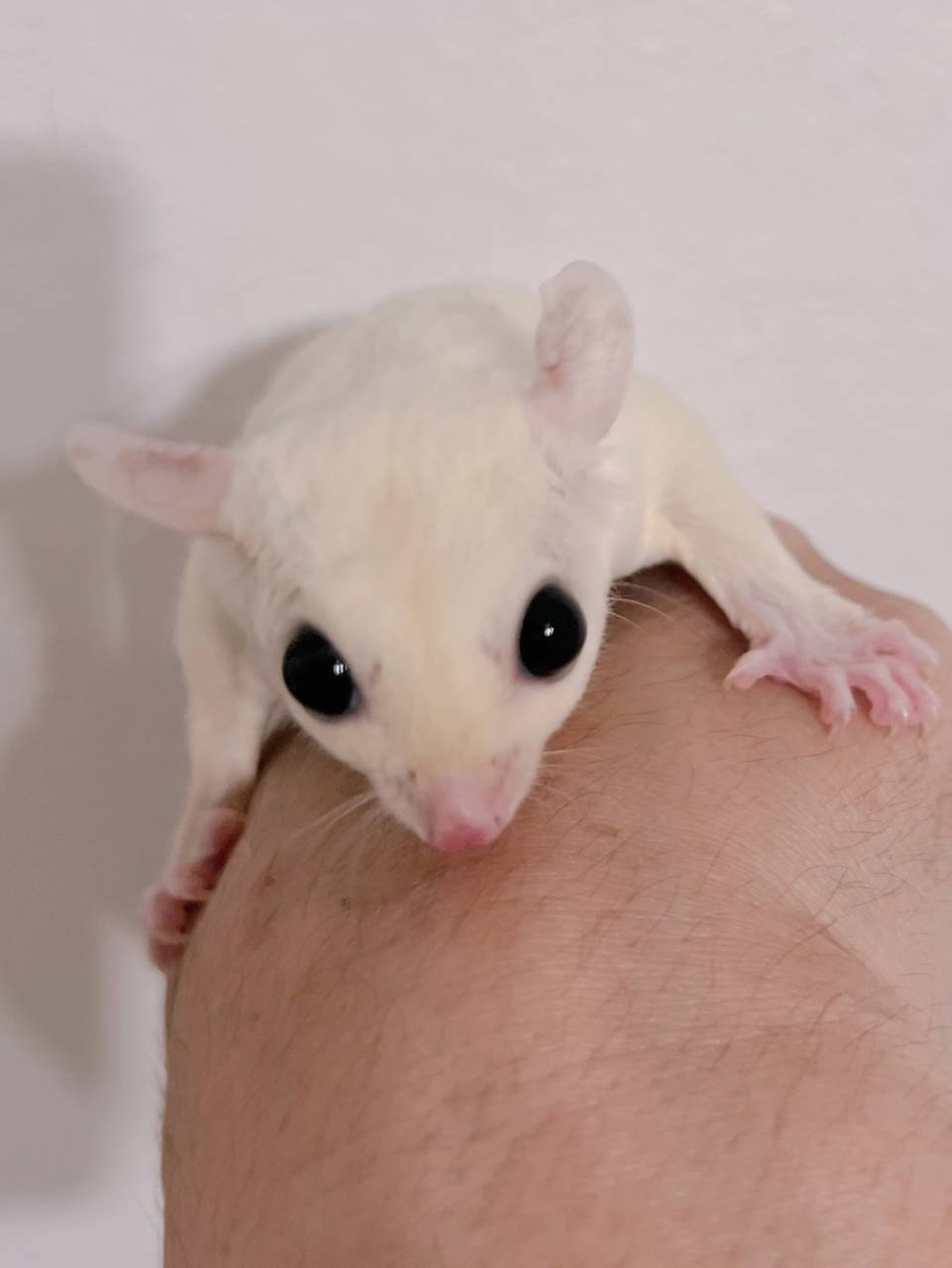 おむかえがきまりました