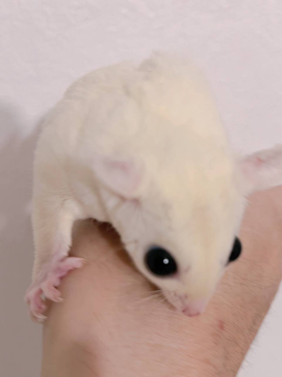 おむかえがきまりました