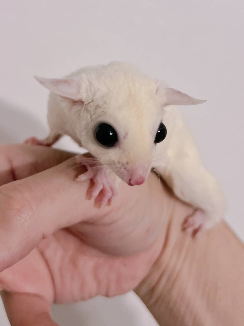 おむかえがきまりました