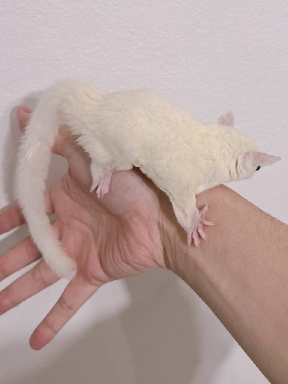 おむかえがきまりました