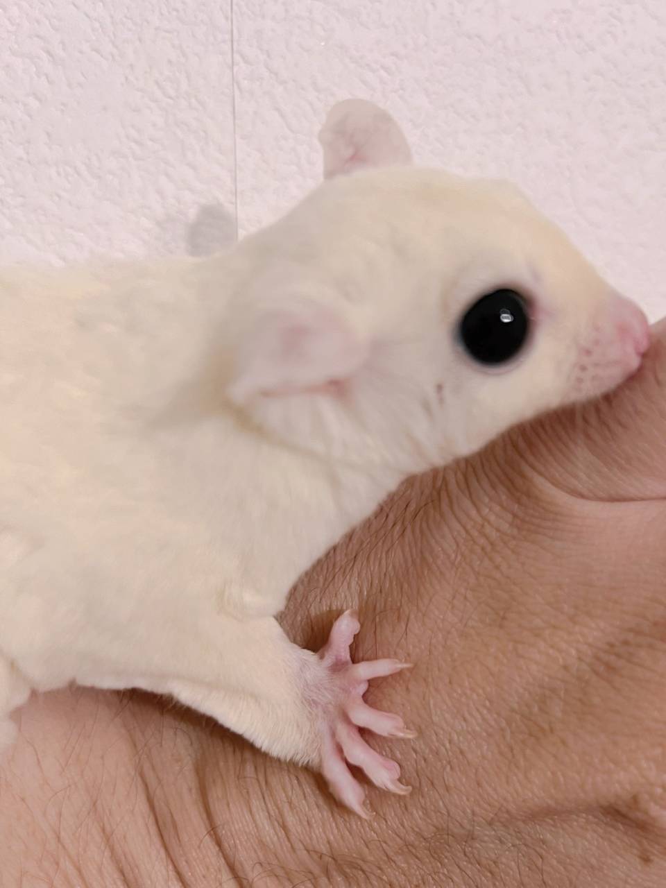 おむかえがきまりました