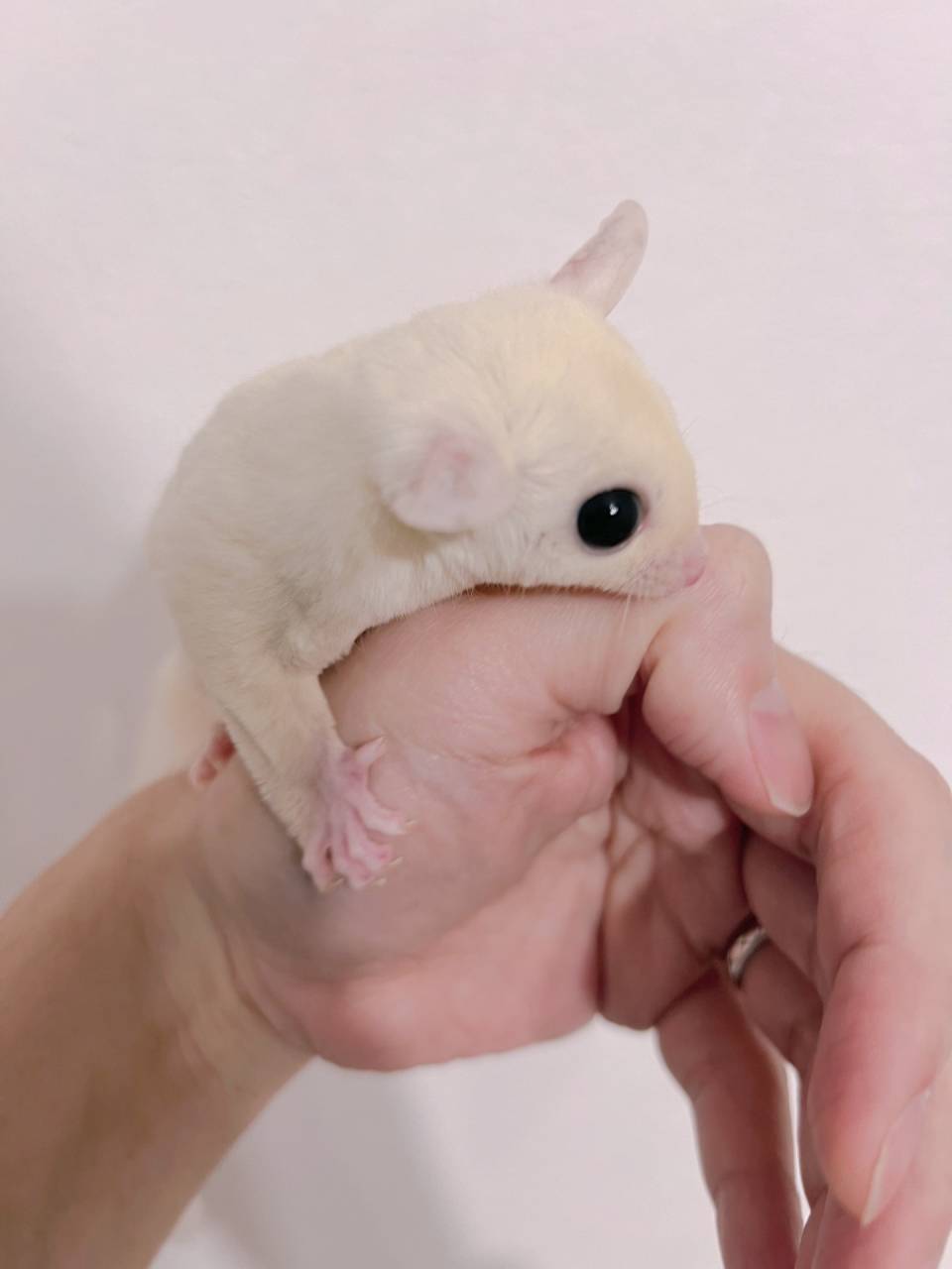 おむかえがきまりました