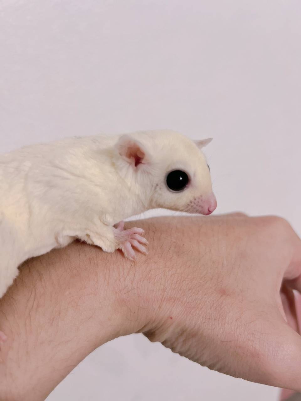 おむかえがきまりました