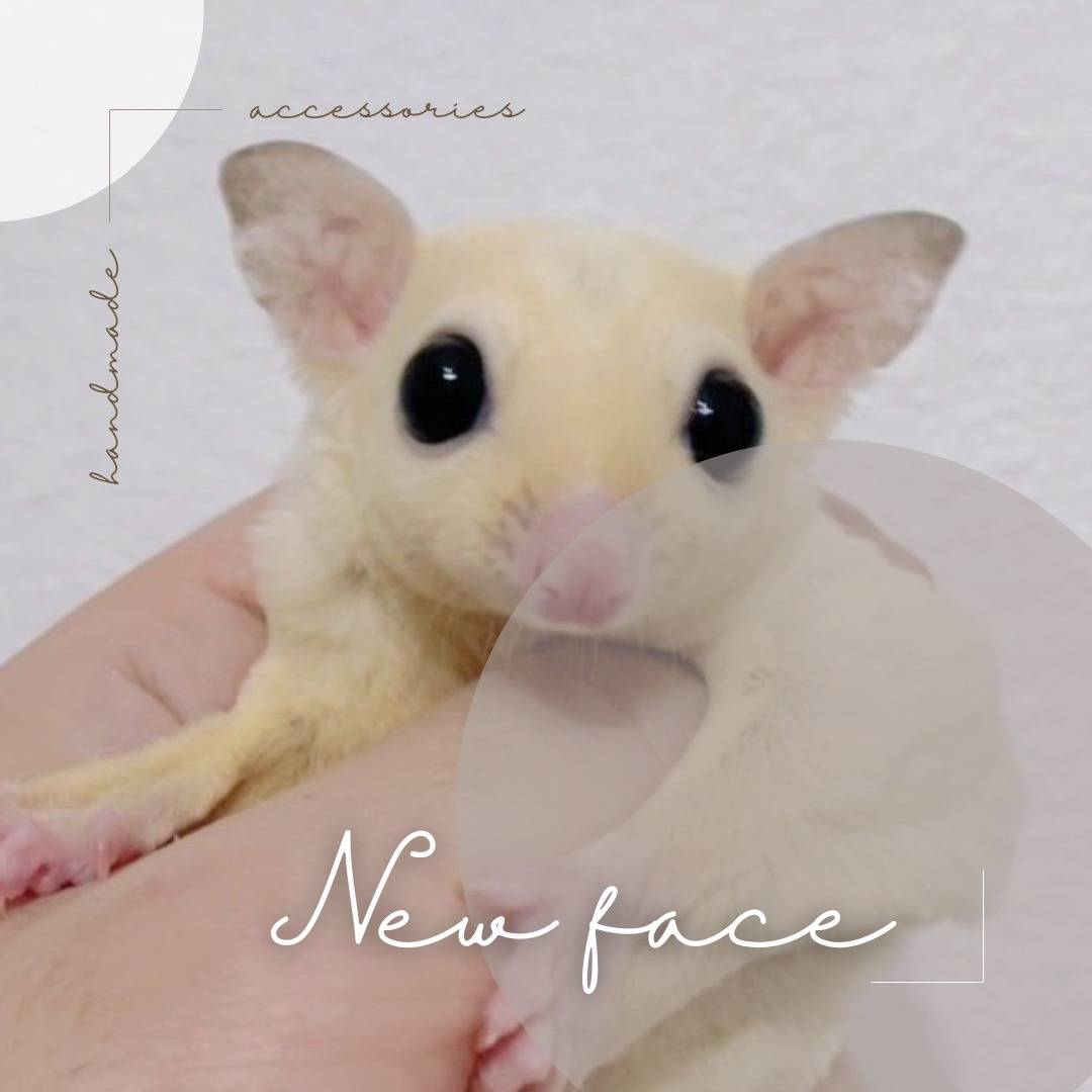 リューシスティック　おとこのこ②