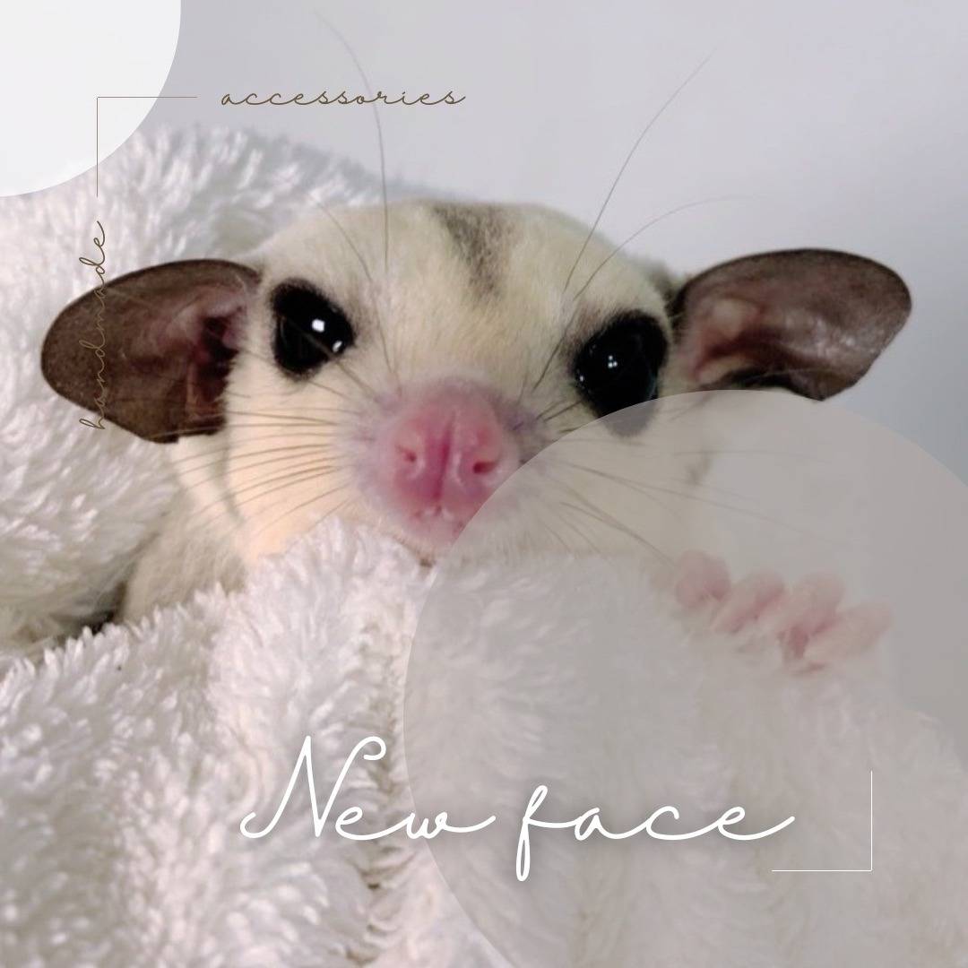 プラチナ　おとこのこ②