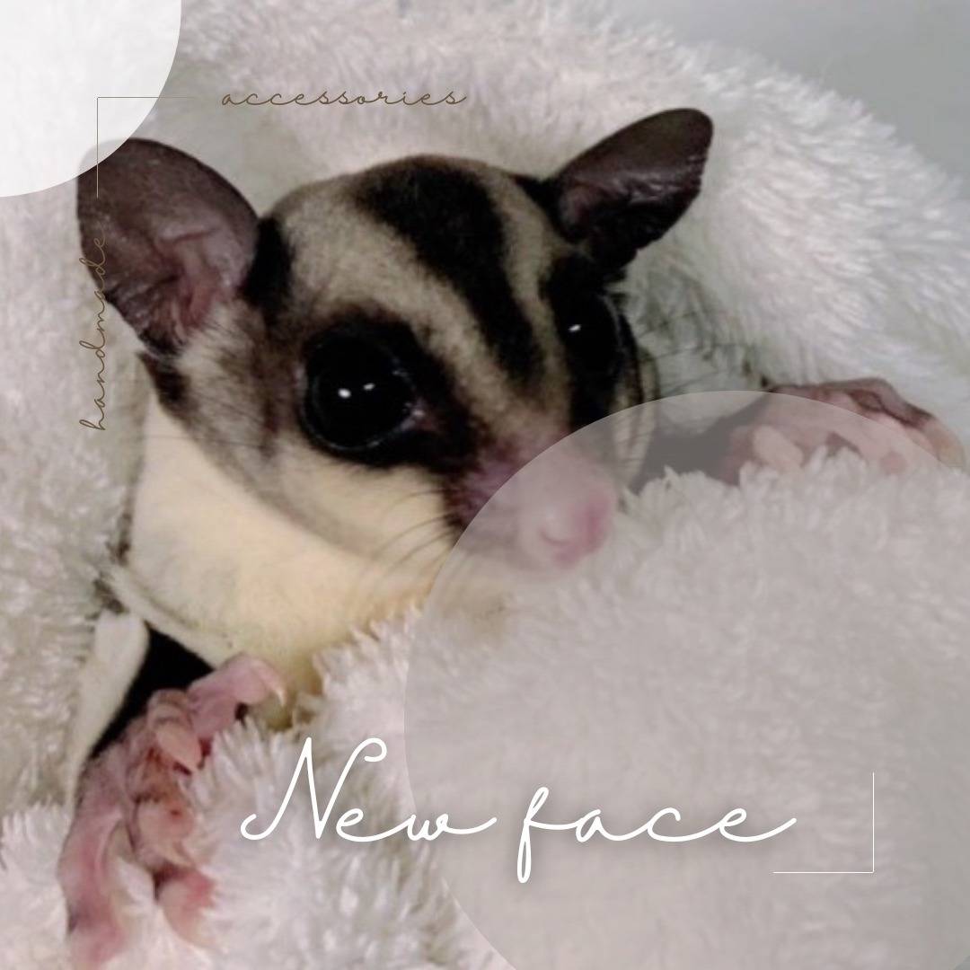 クラッシック おとこのこ