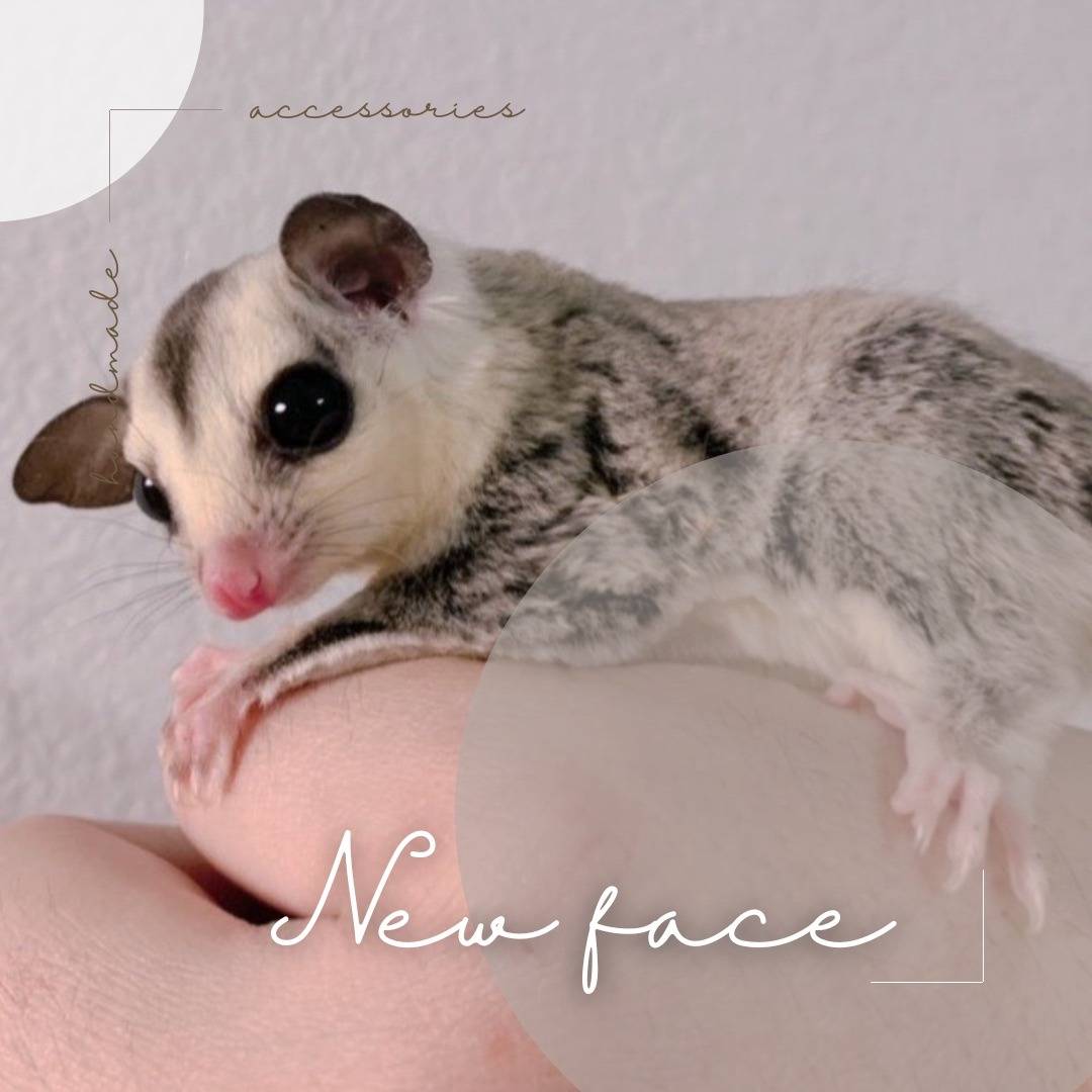 ホワイトフェイス　おとこのこ