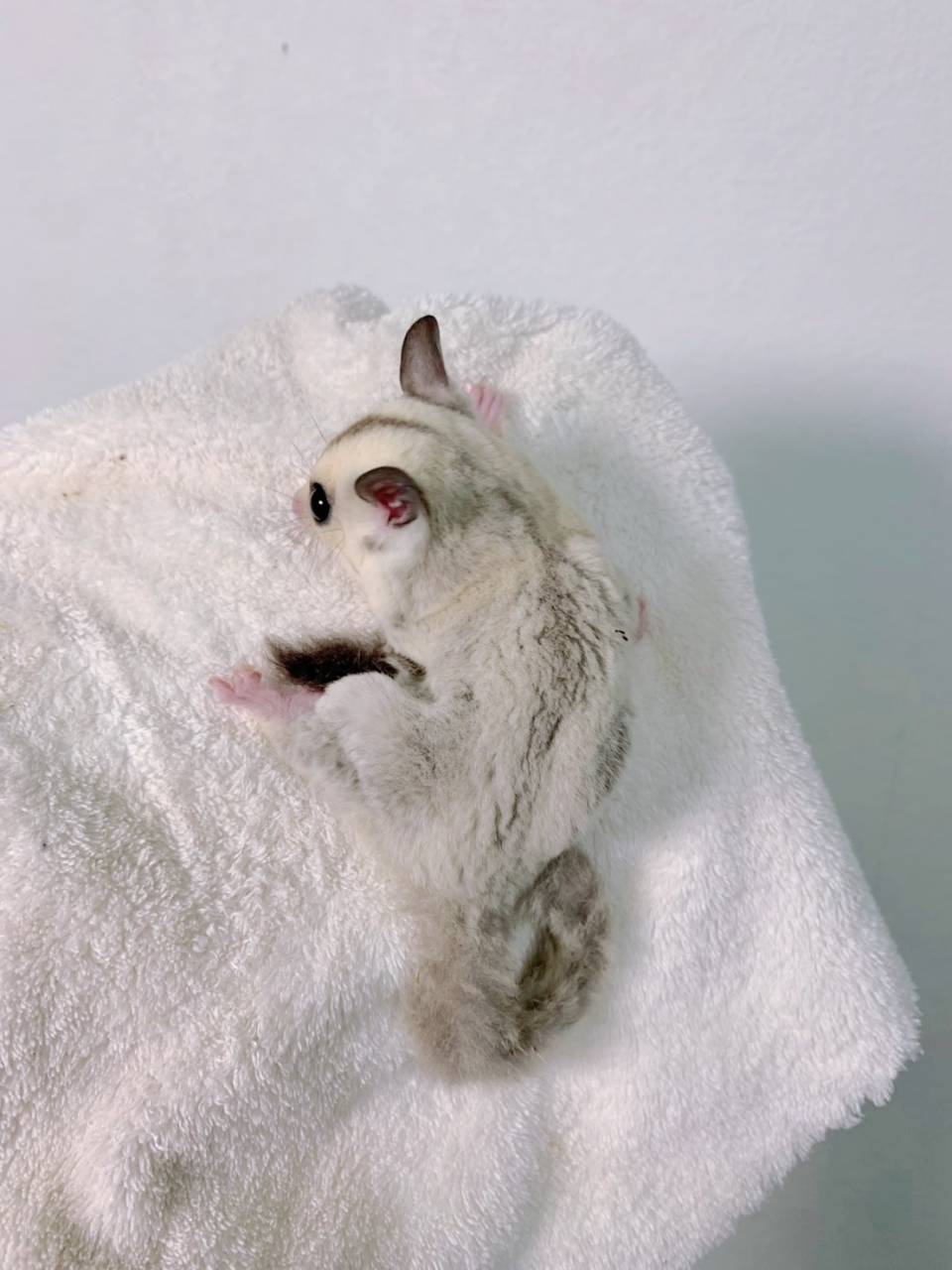 プラチナ おとこのこ②