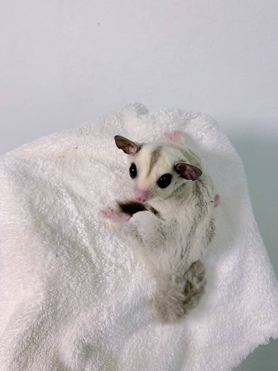 プラチナ おとこのこ②