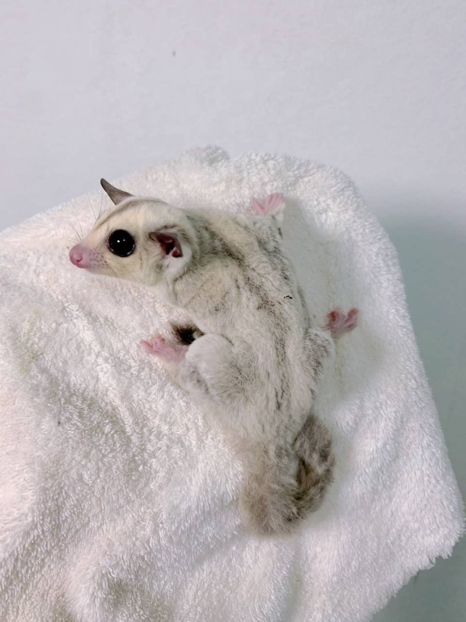 プラチナ おとこのこ②