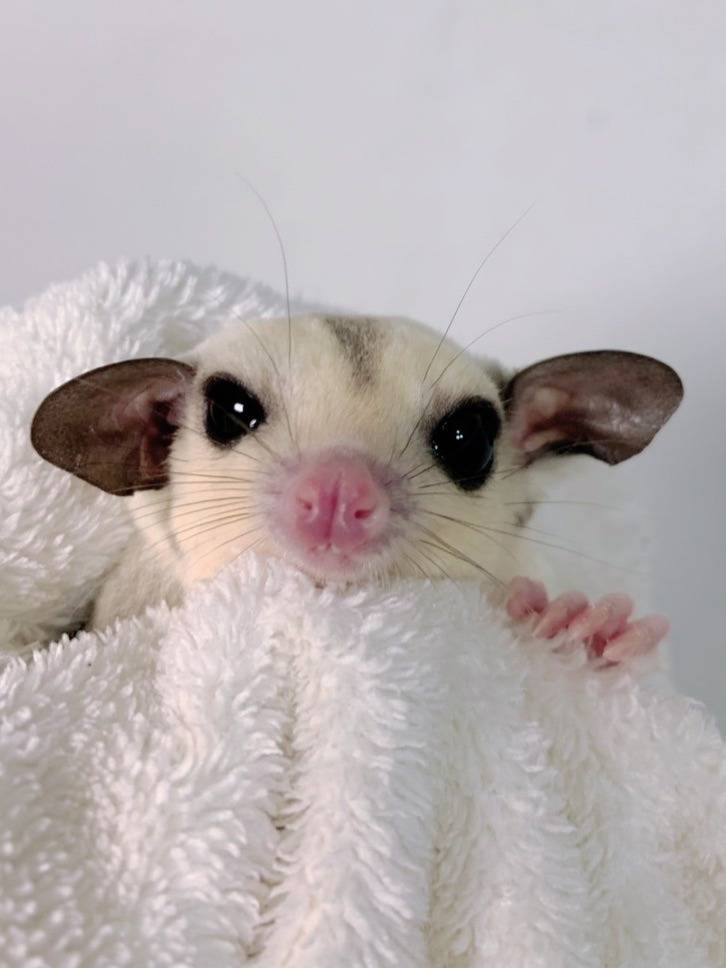 プラチナ おとこのこ②