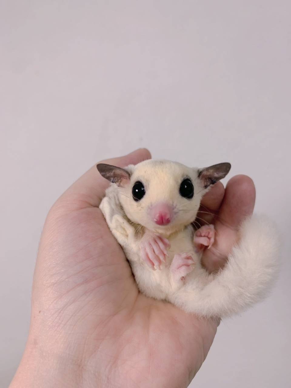 モザイク おとこのこ