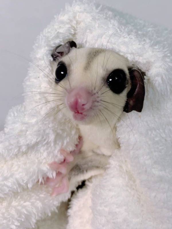 プラチナ おとこのこ③