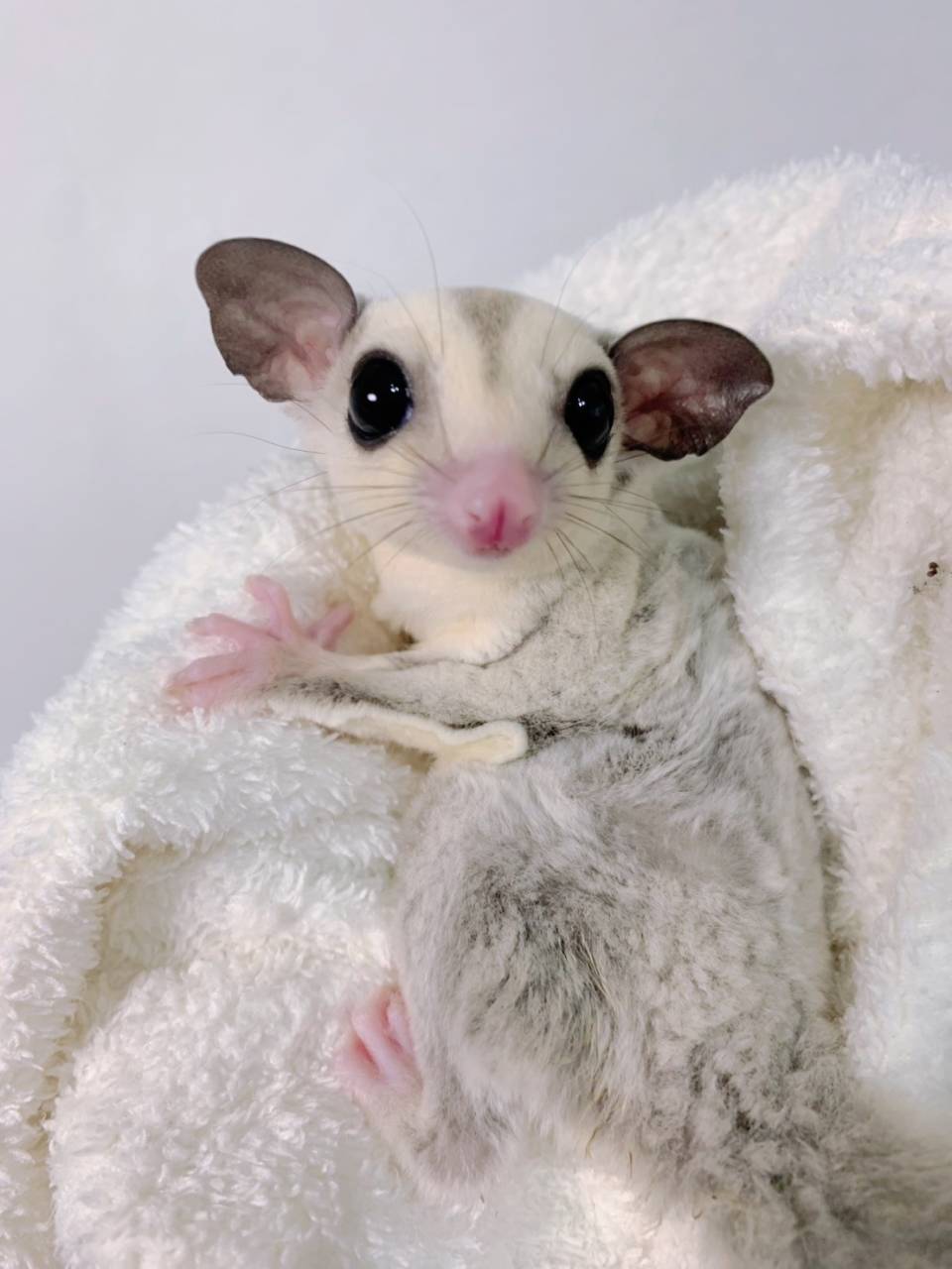 プラチナ おとこのこ③