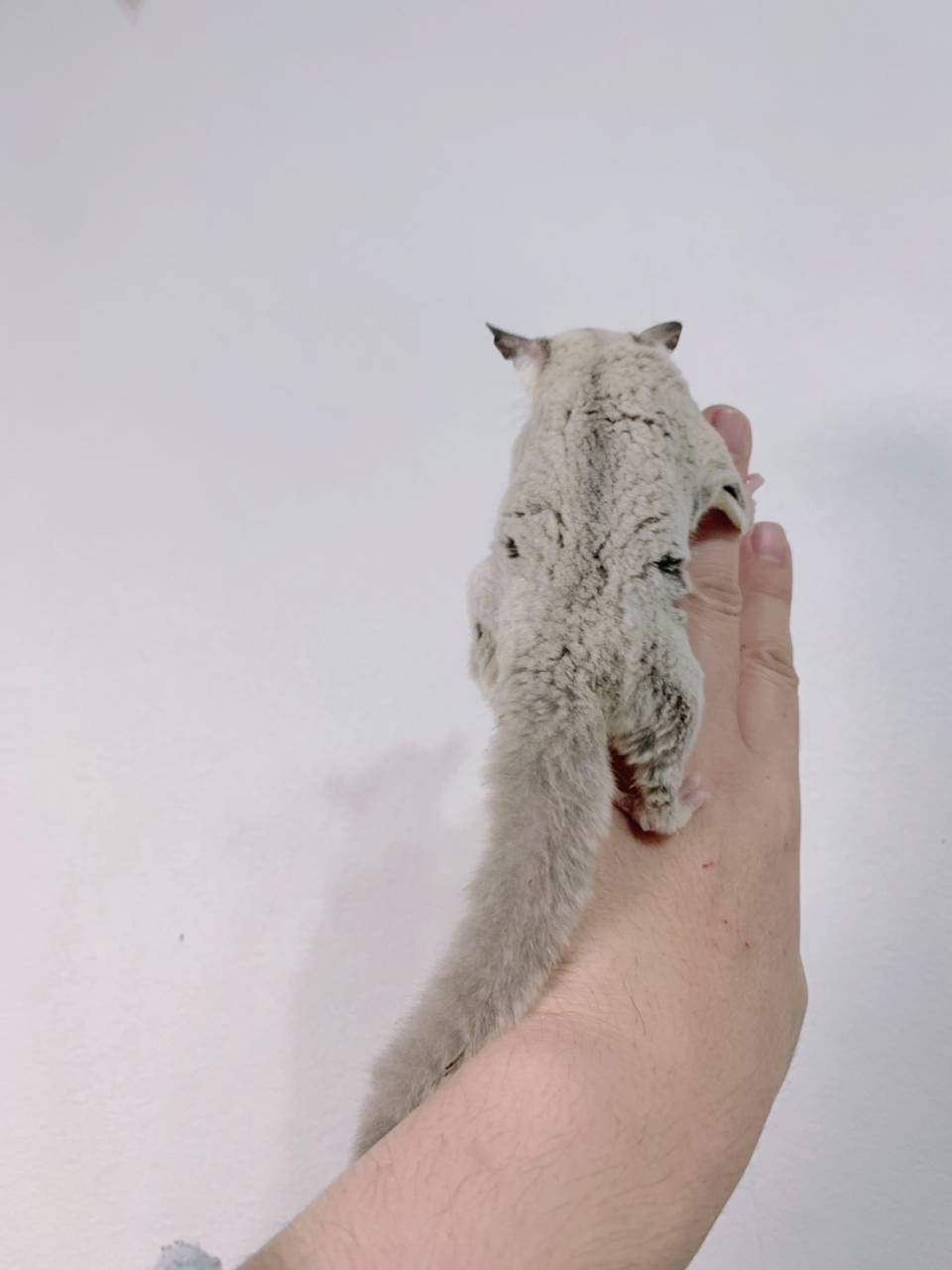 プラチナ おとこのこ③