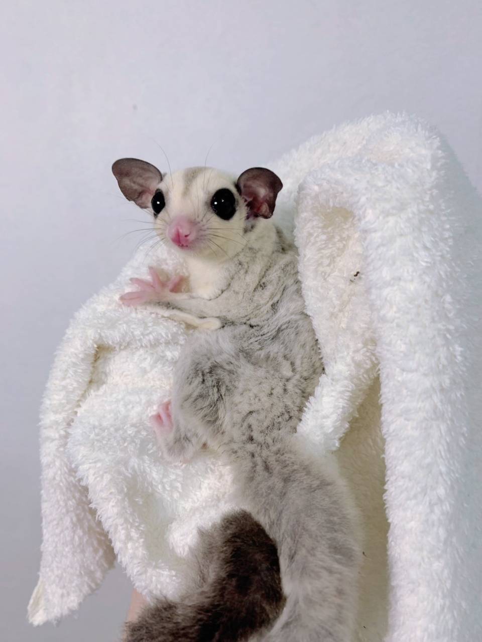 プラチナ おとこのこ③