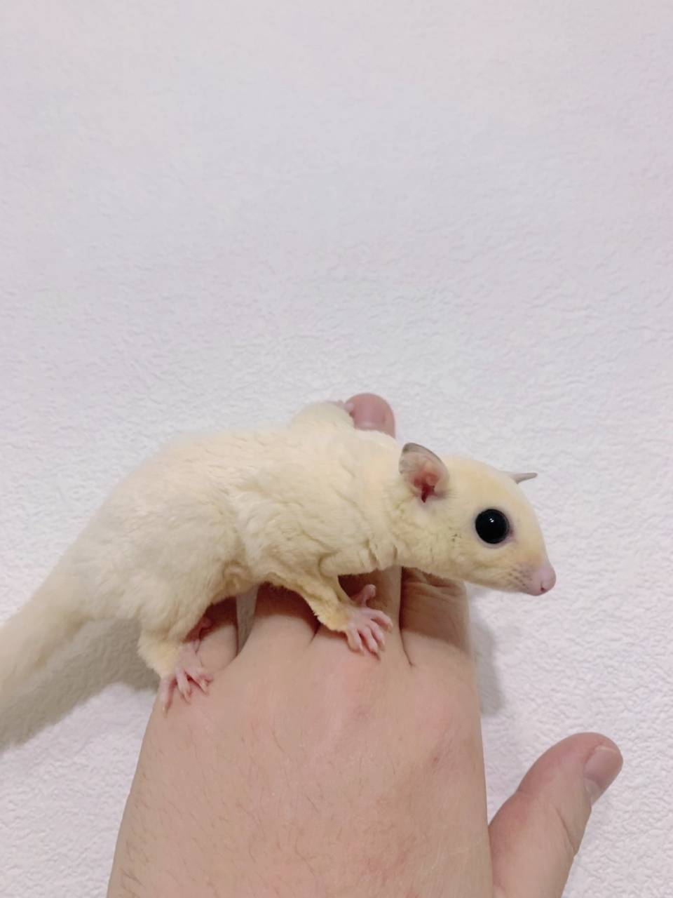 リューシスティック おとこのこ②