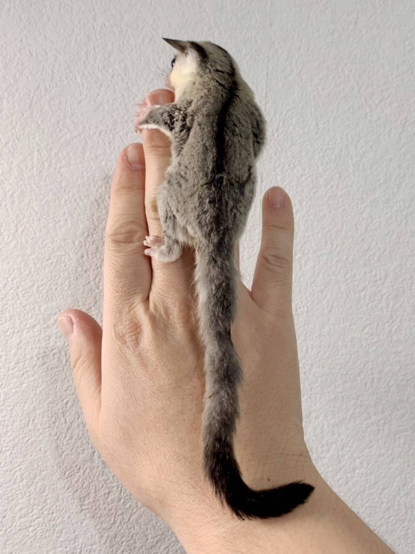 クラッシック おとこのこ