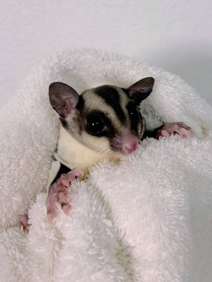 クラッシック おとこのこ