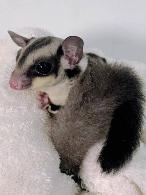 クラッシック おとこのこ