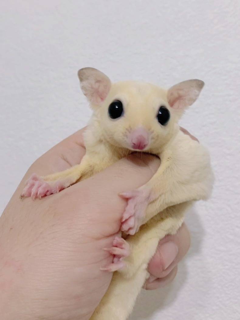 リューシスティック おとこのこ②