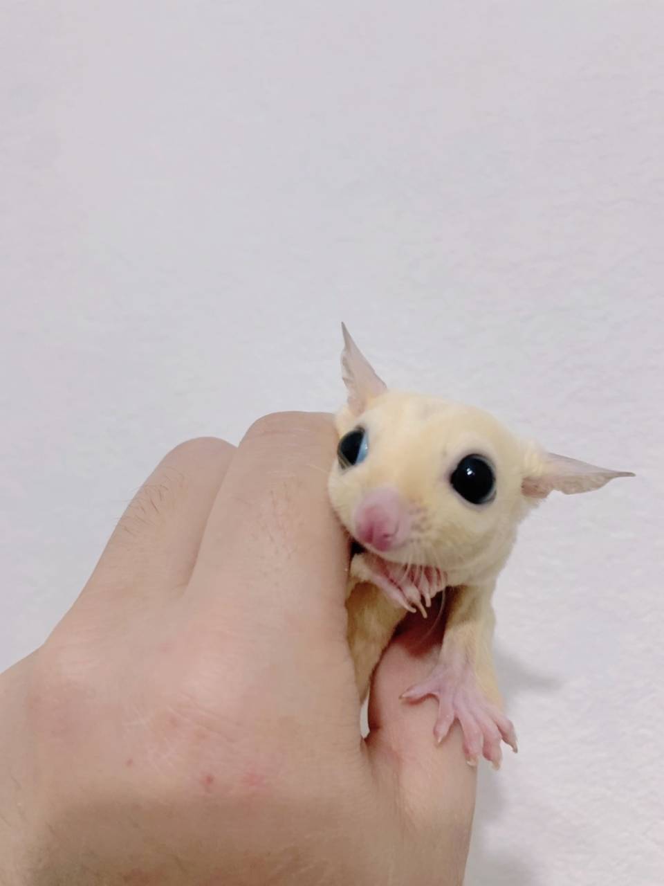 リューシスティック おとこのこ②